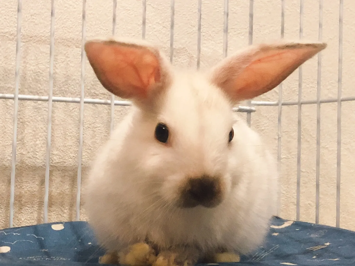 苅田町のごまくん①