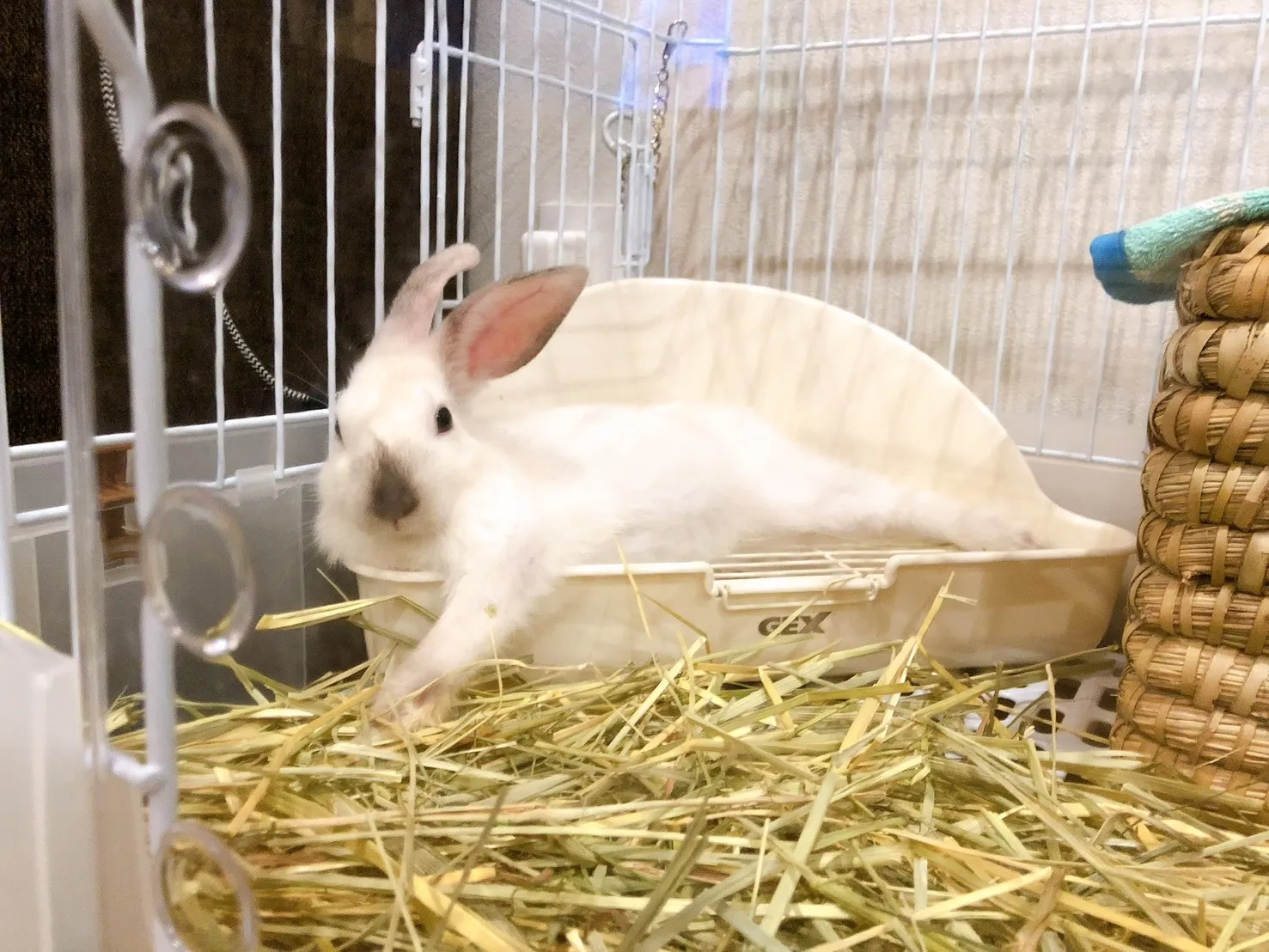 苅田町のごまくん②
