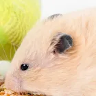 小動物