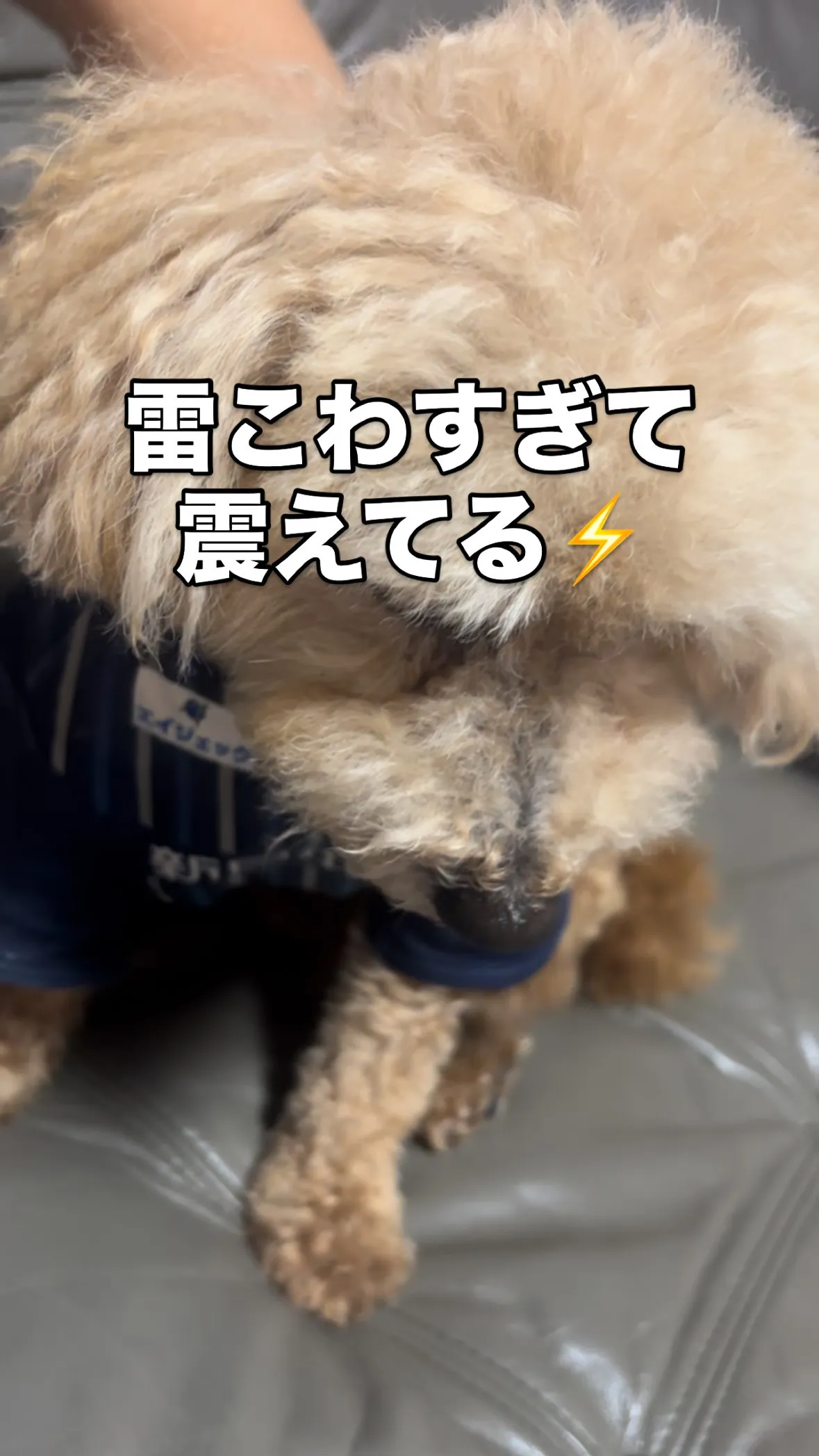 一日中続いている雷雨で、ハナマルくんは怖くて震えてます⚡️