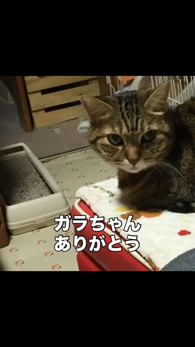 🐾【小竹町｜猫のガラちゃんの訪問火葬】🌸