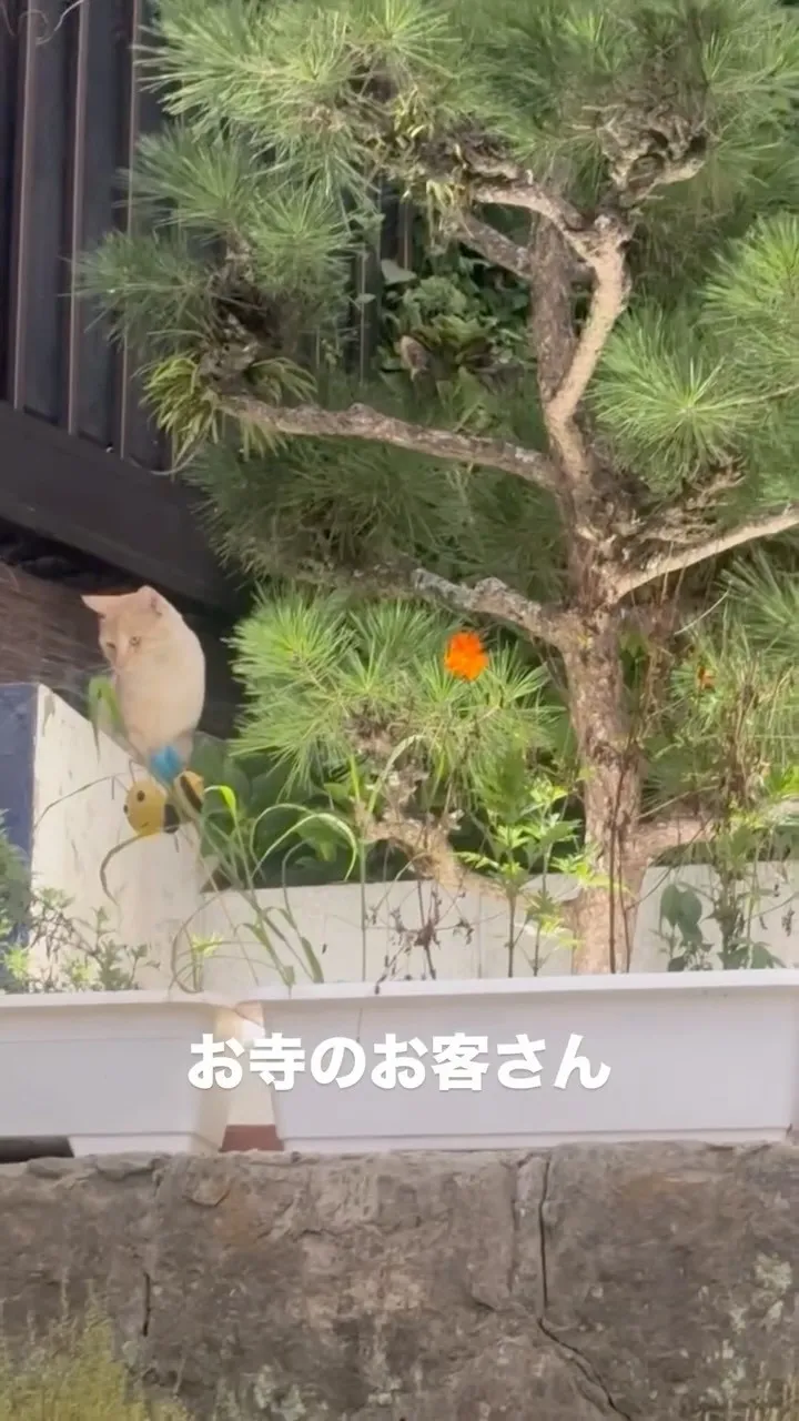 山の中から聖光寺にお客さんがいらっしゃいました🤭