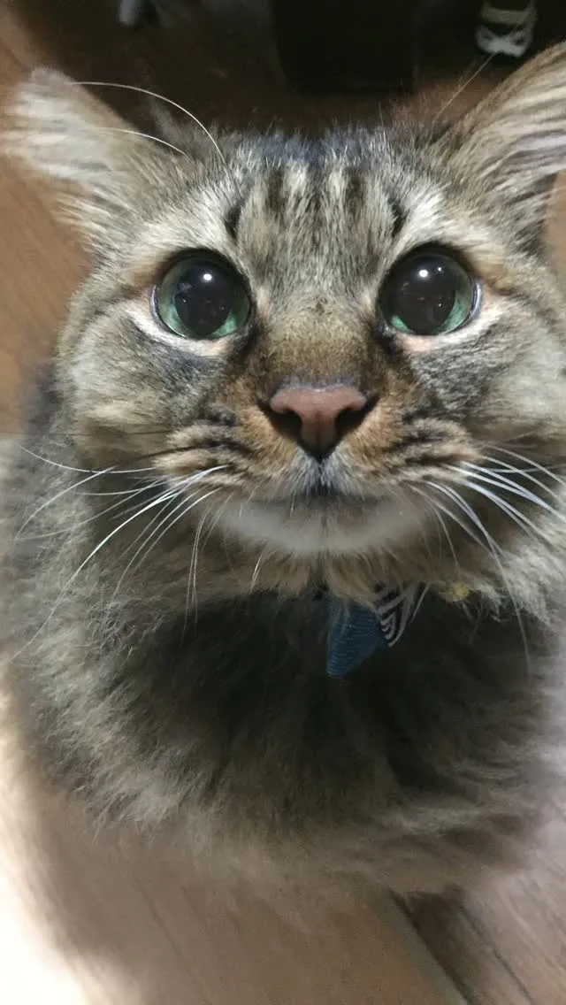 🐾【宮若市｜猫の小鉄くんのお見送り】🌸