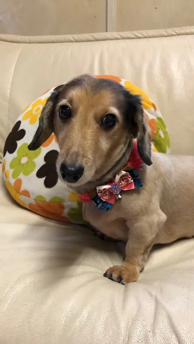 🐾【直方市｜犬のミルちゃんのお見送り】🌸