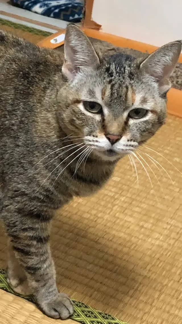 🐾【宮若市｜猫のラヴリーちゃんのお見送り】🌸