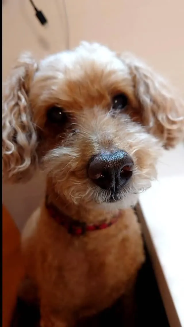 🐾【小竹町｜犬のチョコちゃんのお見送り】🌸