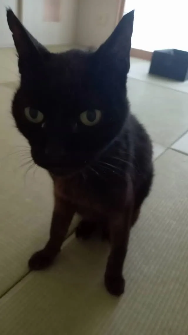 🐾【小竹町｜猫のチョムちゃんのお見送り】🌸