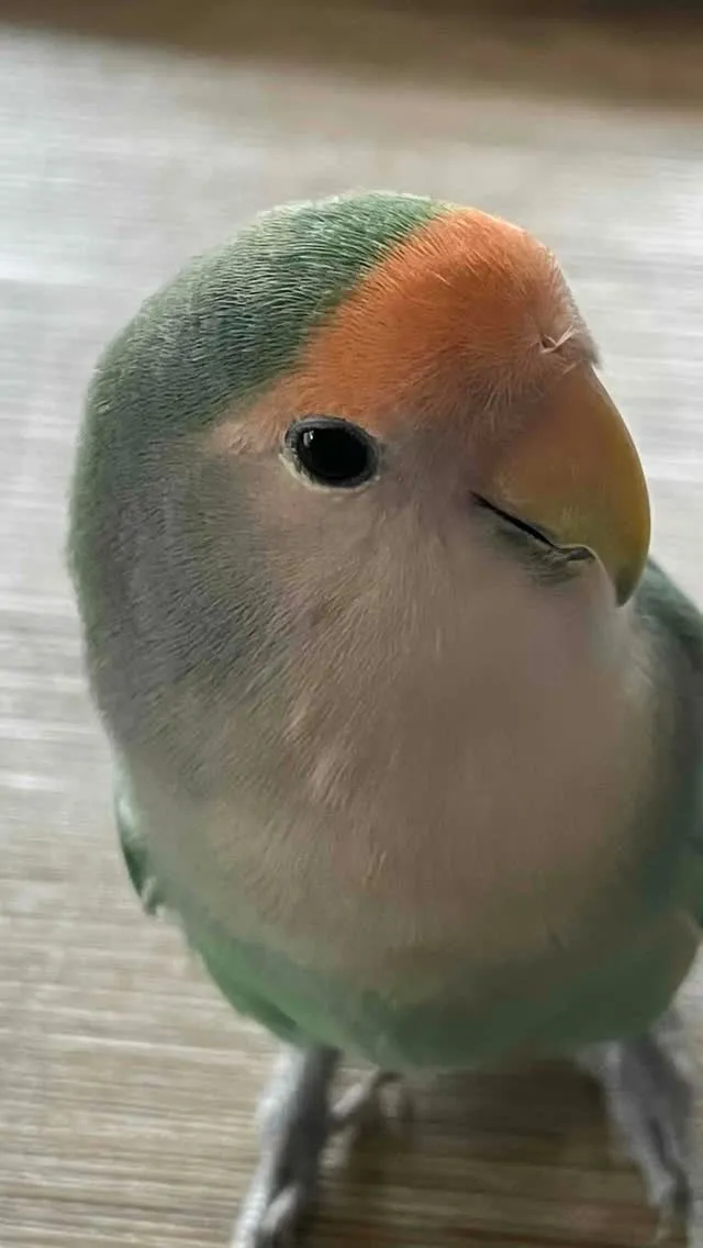🐦【嘉麻市｜コザクラインコのけんたくんのお見送り】🌸