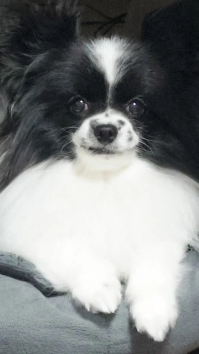 🐾【飯塚市|愛犬ハナちゃんのお見送り】🌸