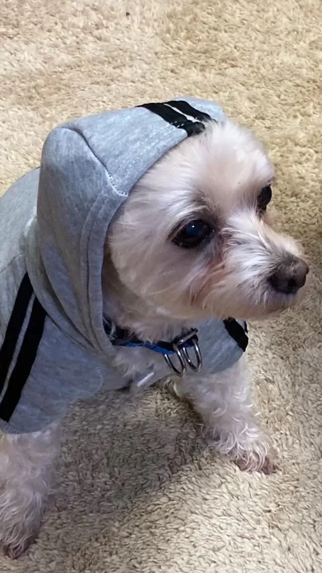 🐾【宮若市｜マルプーのガムくんのお見送り】🌸