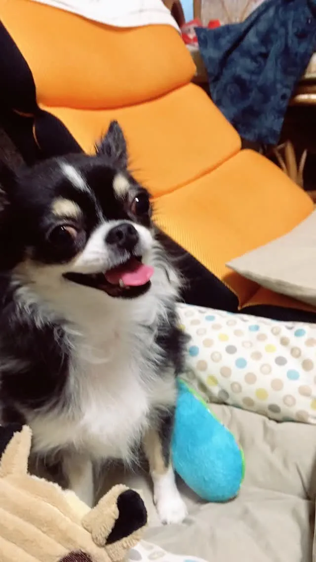 🐾【飯塚市｜チワワのチョコちゃんのお見送り】🌸