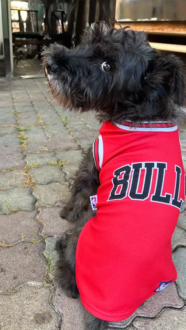 🐾【宮若市｜ミニチュアシュナウザーのロイくんのお見送り】🌸