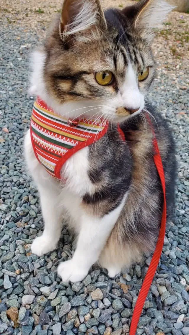 🐾【宮若市｜ゴマくんのお見送り】🌸