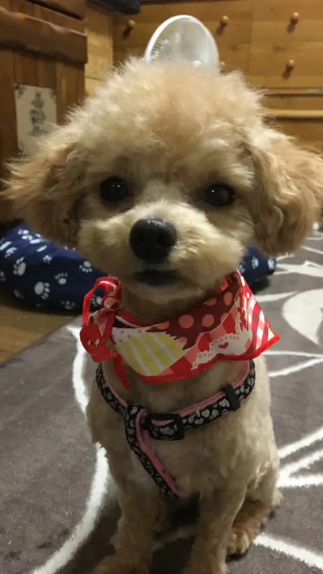 🐾【飯塚市｜マルプーのクッキーちゃんのお見送り】🌸