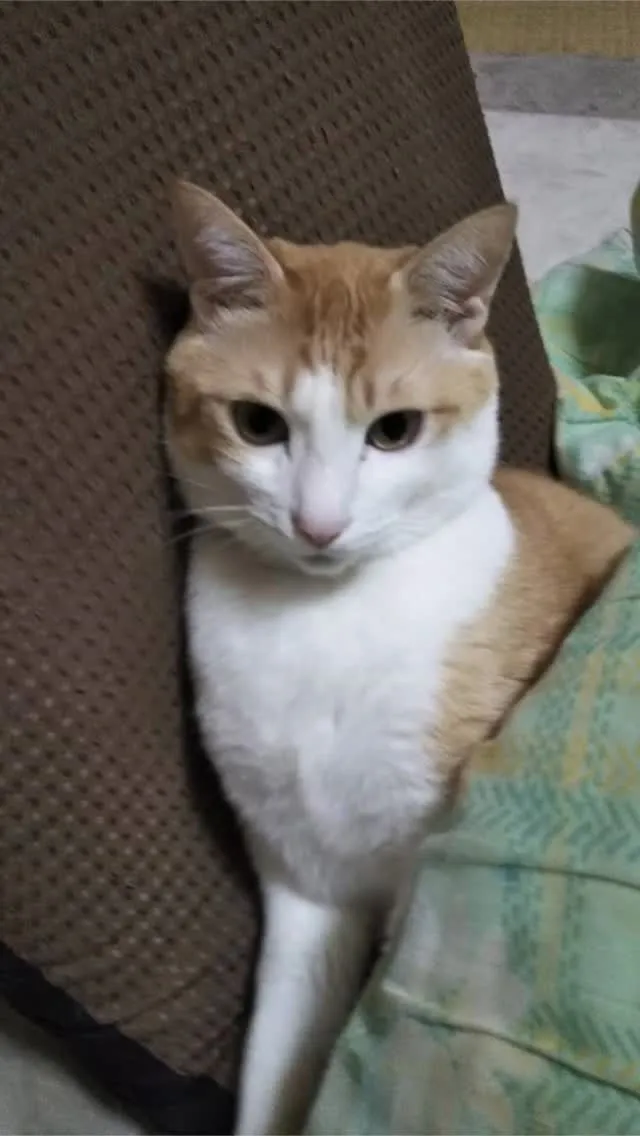 🐾【行橋市｜猫のレンくんのお見送り】🌸