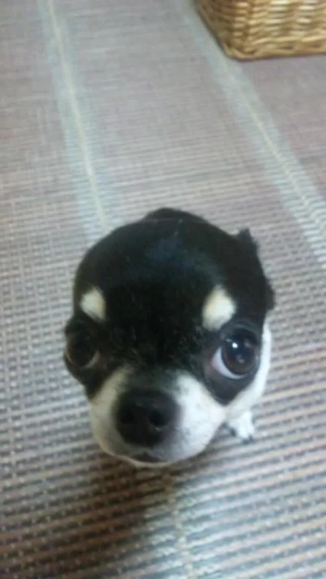 🐾【飯塚市｜チワワのサラちゃんのお見送り】🌸