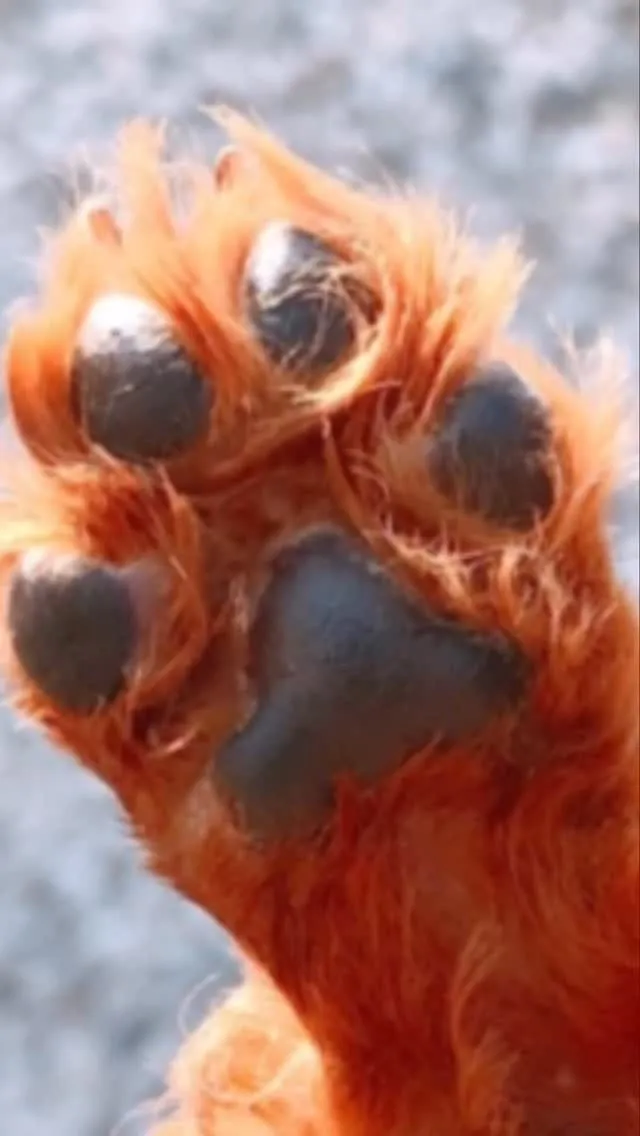 🐾【宮若市｜トイプードルのモコくんのお見送り】🌸