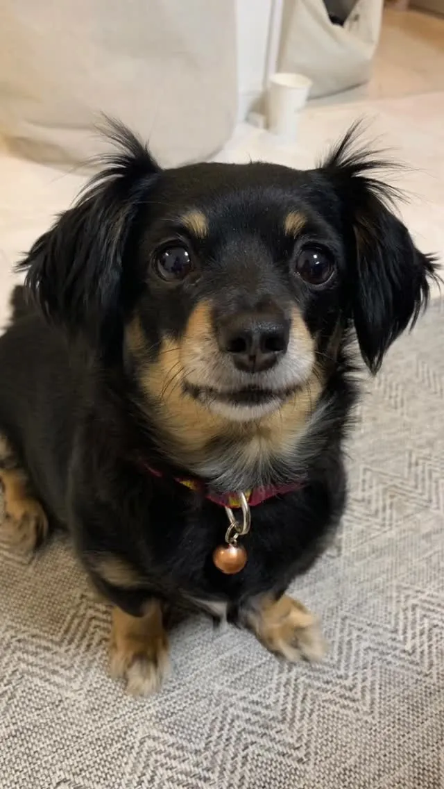 🐾【直方市｜チワックスのひめちゃんのお見送り】🌸