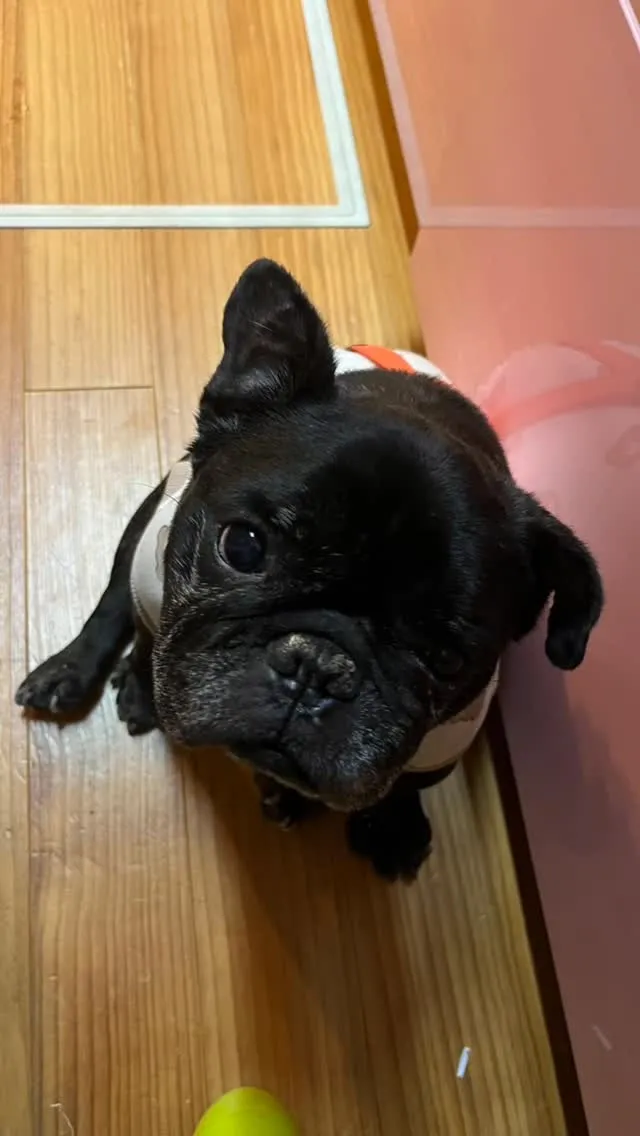 🐾【飯塚市｜フレンチブルドッグのきなこちゃんのお見送り】🌸