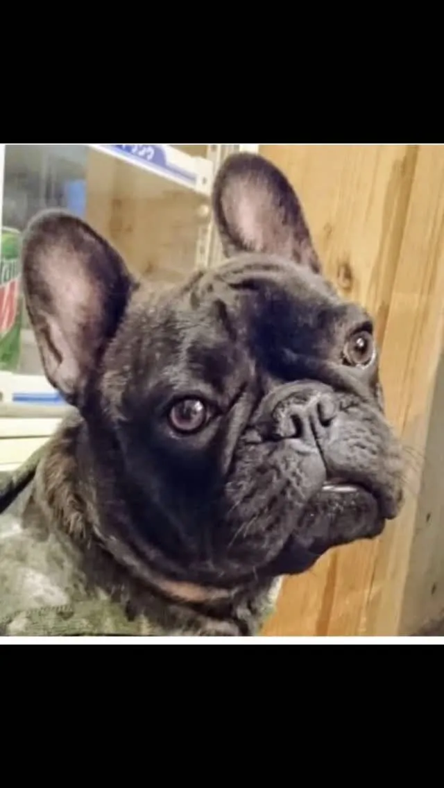 🐾【飯塚市｜フレンチブルドッグのがじゅまるくんのお見送り】🌸