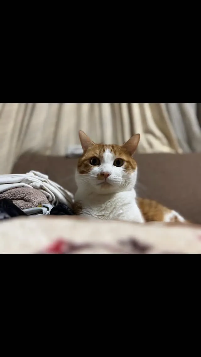 🐾【嘉麻市｜猫のペペくん（3歳）のお見送り】🌼