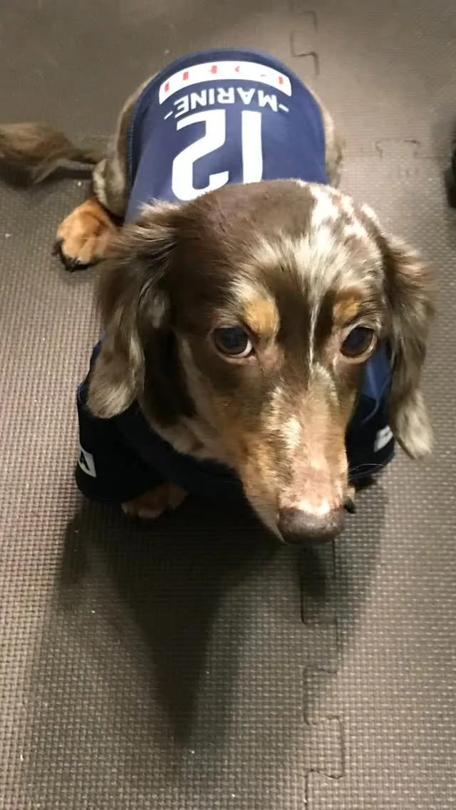 🐾【八幡西区｜ミニチュアダックスフンドのマリンちゃん（17歳...