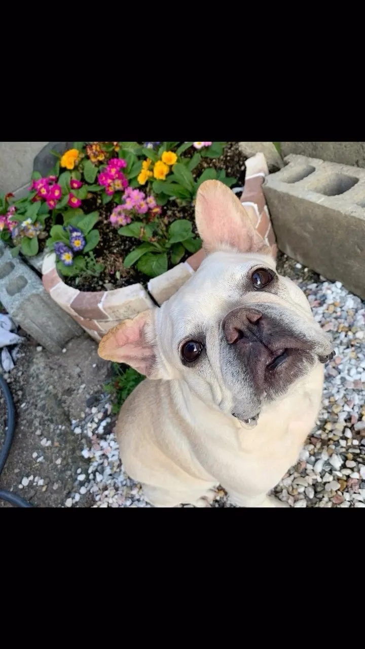 🐾【宮若市｜フレンチブルドッグのベベルちゃん（14歳）のお見...
