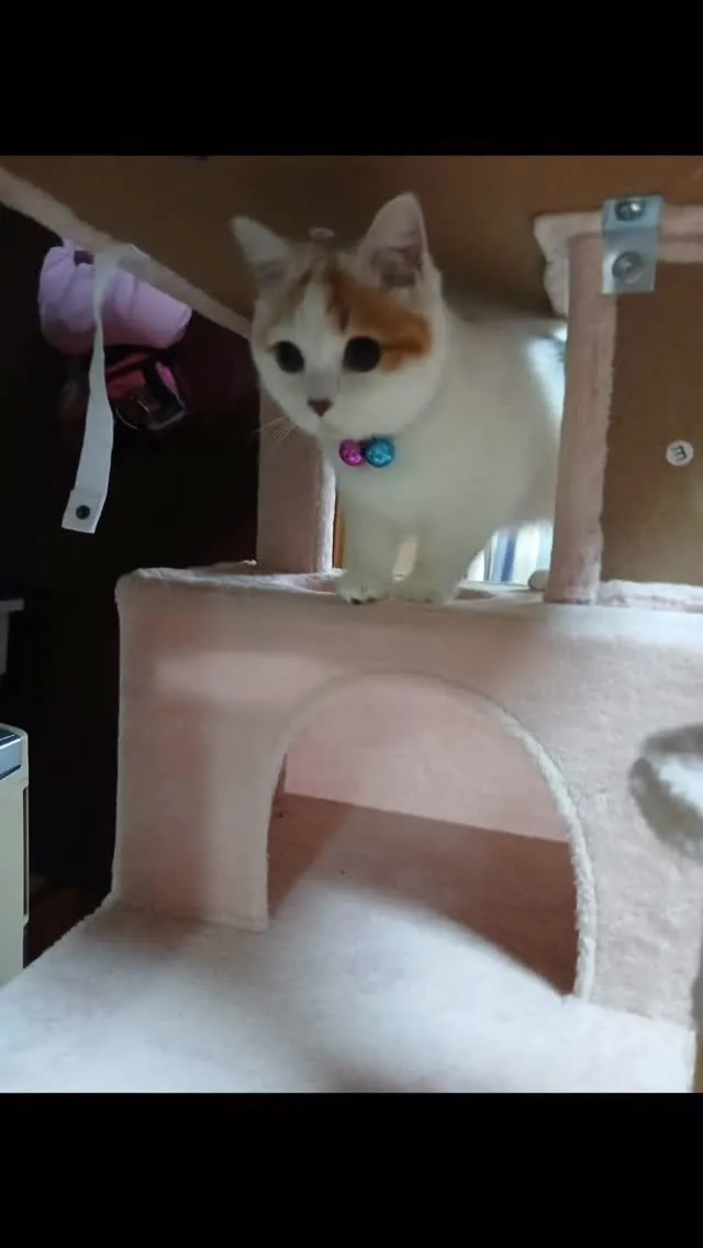 🐾【福智町｜マンチカンのかりんちゃん（1歳）のお見送り】🌈