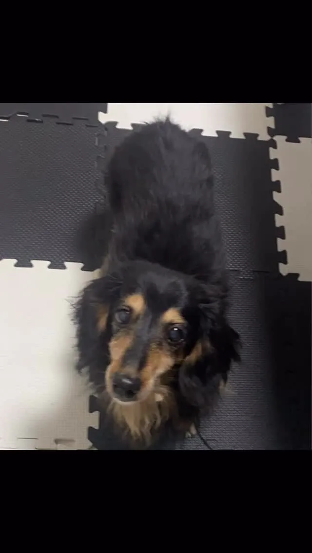 🐾【糸田町｜きなこちゃんのお見送り】🌸