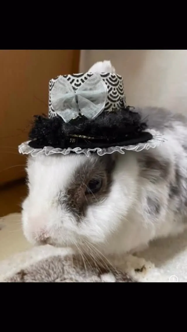 🐾【行橋市｜うさぎのバビーちゃんのお見送り】🌸