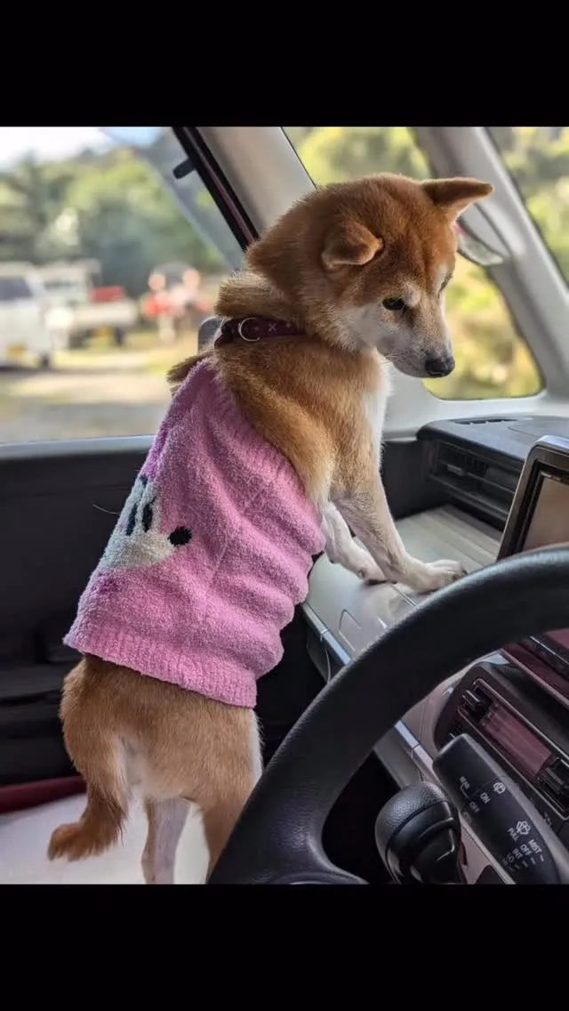 🐾【嘉麻市｜豆柴きらりちゃん（8歳）のお見送り】🌸