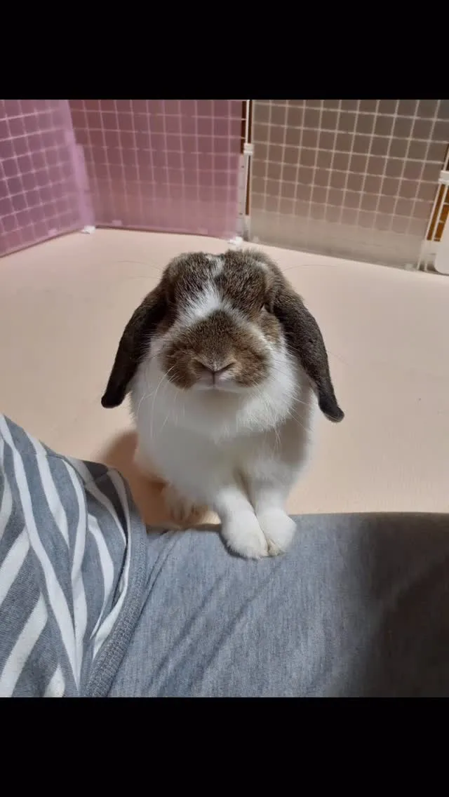 🐰【福智町｜ホーランドロップ ぽぽちゃんのお見送り】🌸