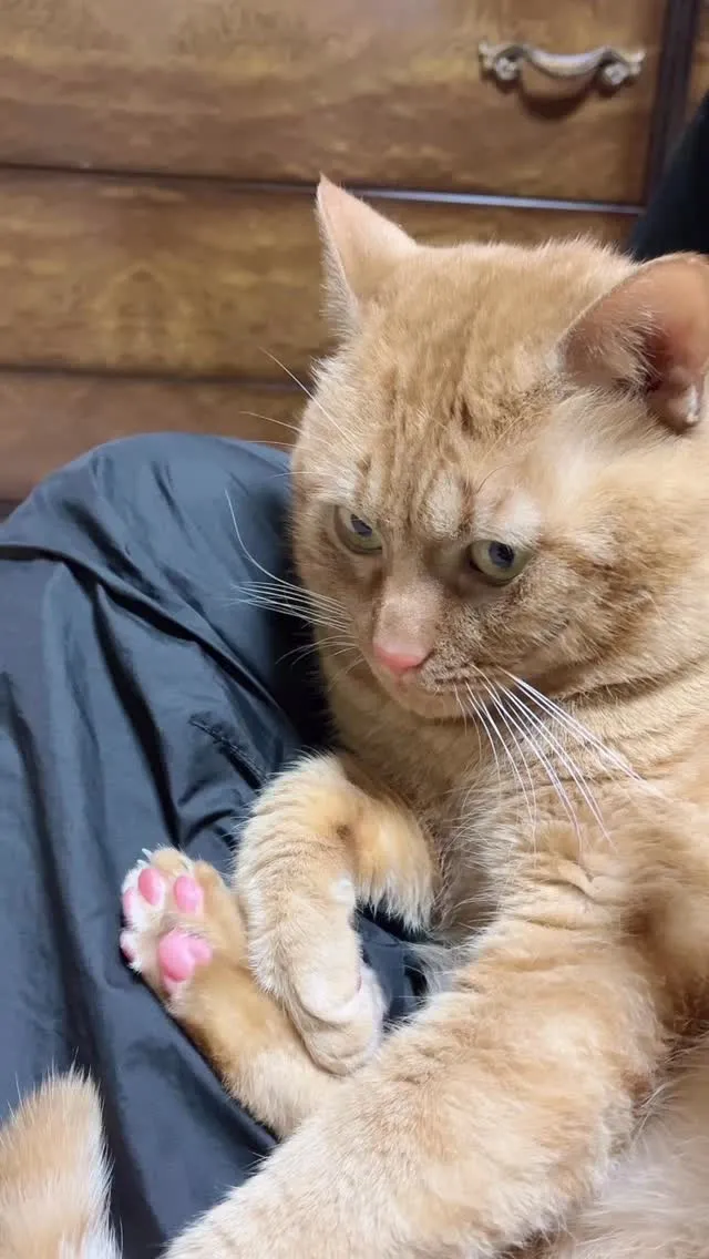 🐾【宮若市｜茶トラ猫 こてつくん（5歳）のお見送り】🌸