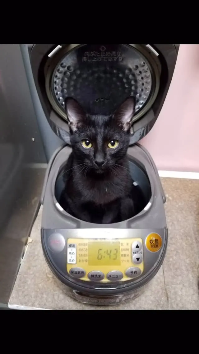 🐾【直方市｜猫 くろくんのお見送り】🌙