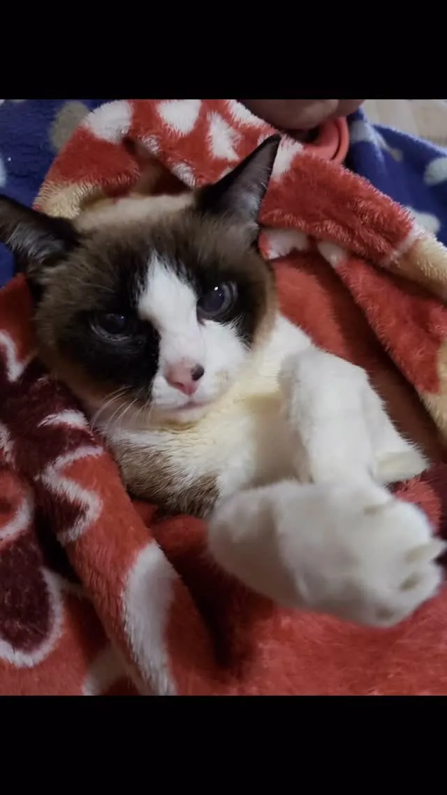 🐾【宮若市｜猫のゆきちゃんのお見送り】🌸