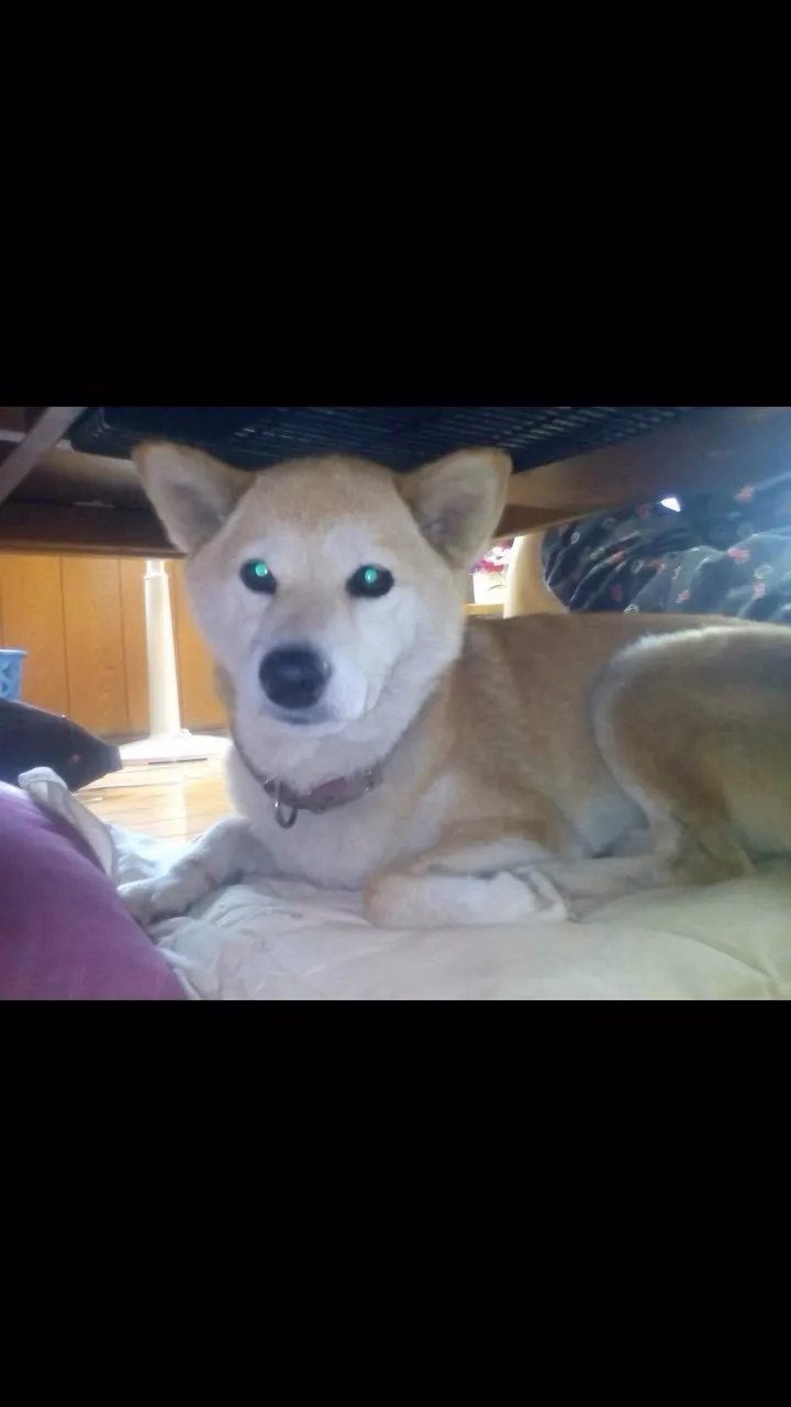 🐾【宮若市｜豆しば ことねちゃんのお見送り】🌸