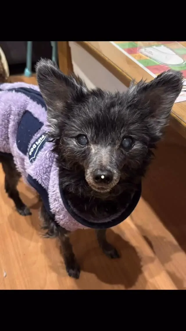 🐾【福智町｜マルプー プリンちゃんのお見送り】🌸