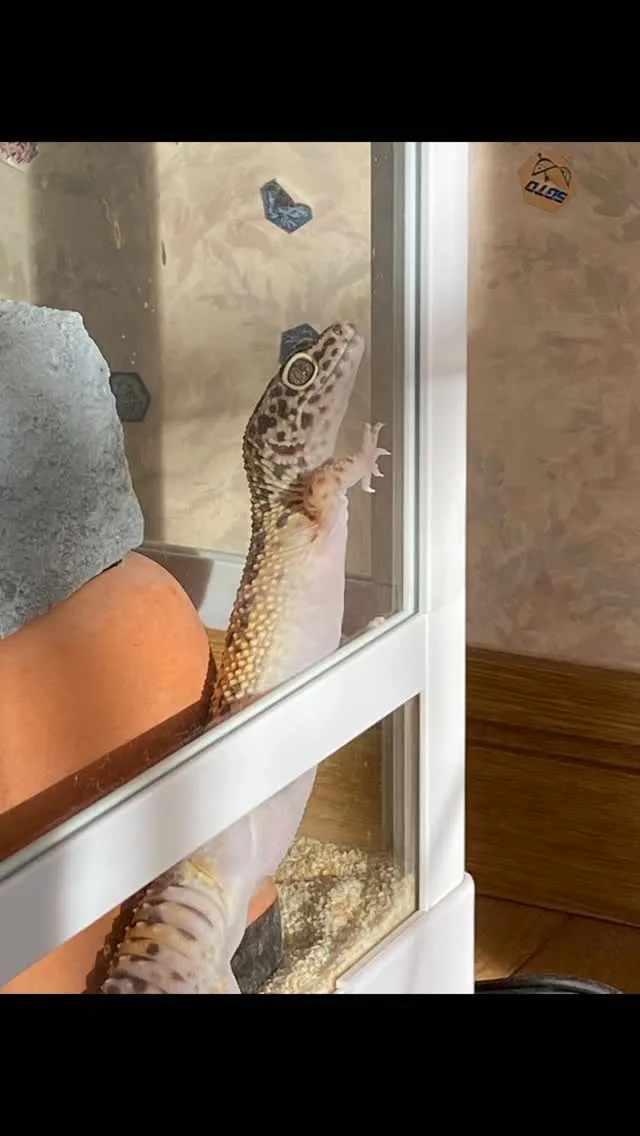 🐾【八幡西区｜ショウモントカゲモドキ アルパくんのお見送り】...