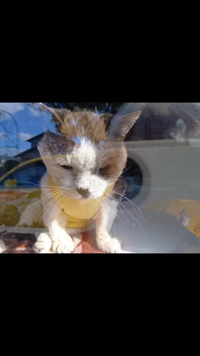 🐾【飯塚市｜ミックス猫 メタくんのお見送り】🌸