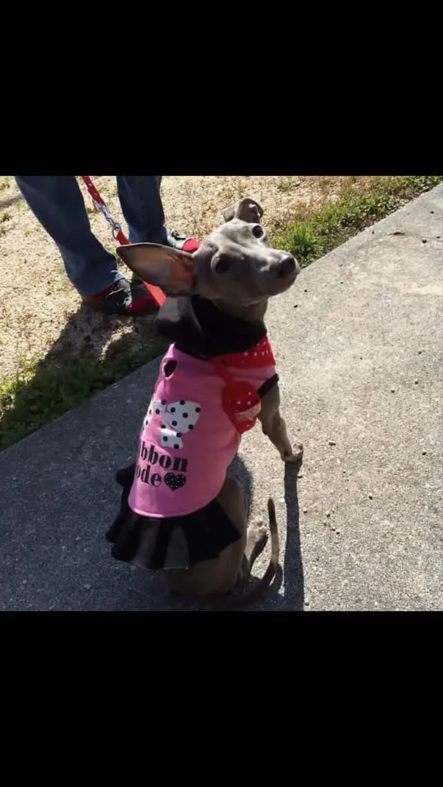 🐾【行橋市｜犬のエルサちゃんのお見送り】🌸