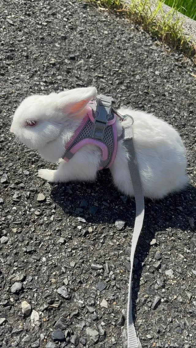 🐾【飯塚市｜うさぎの大福ちゃんのお見送り】🌸