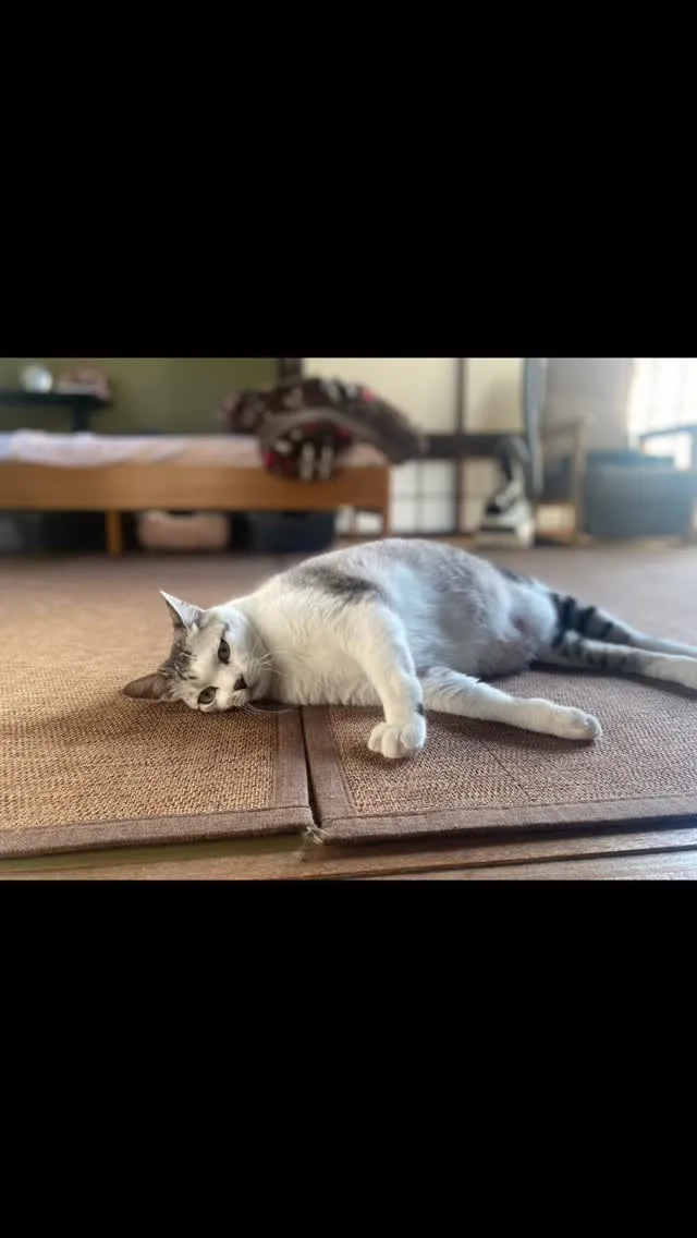 🐾【直方市｜ミックス猫のみーちゃんのお見送り】🌸