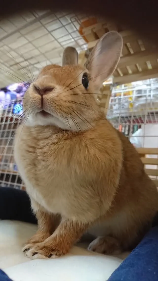 🐾【小竹町｜うさぎのもこちゃん（5歳）のお見送り】🌸