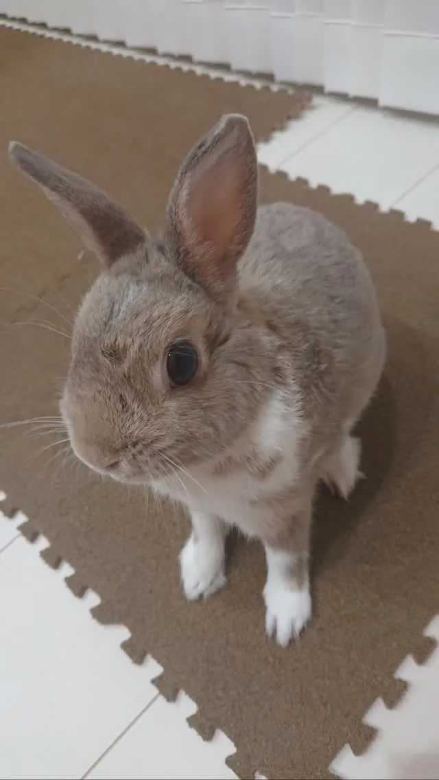 🐾【水巻町｜うさぎのライチくんのお見送り】🌸
