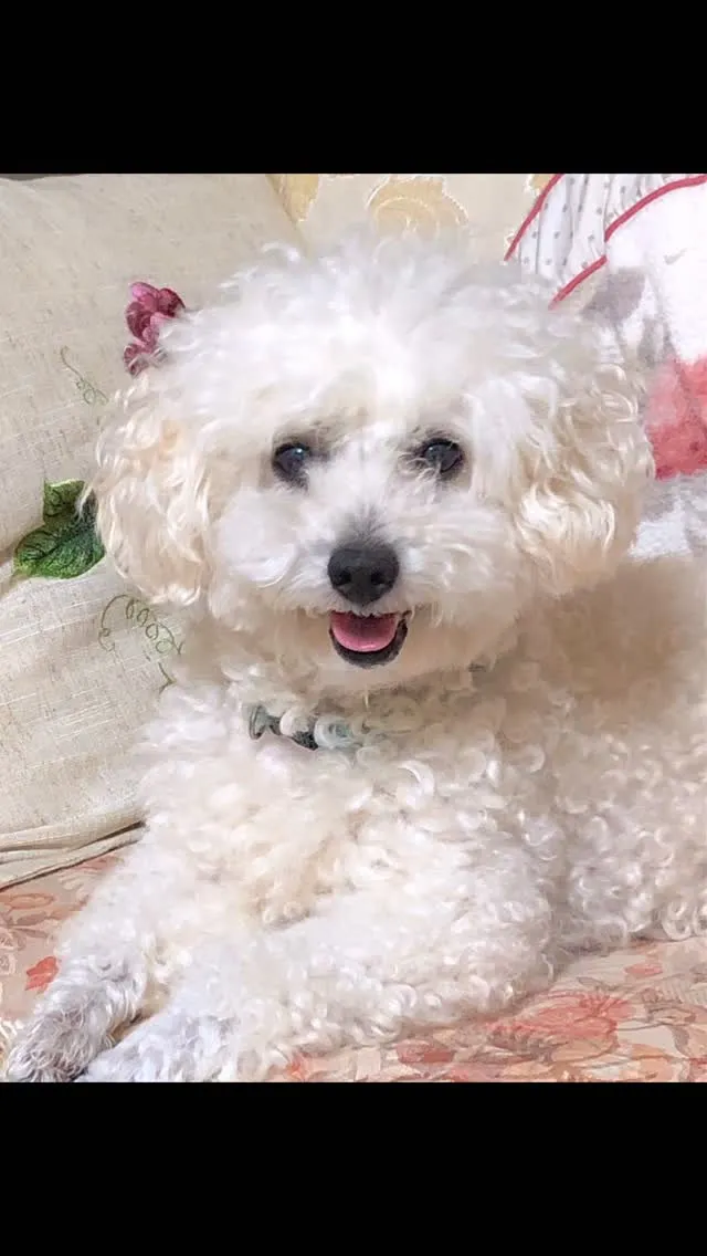 🐾【鞍手町｜トイプードルのもこちゃんのお見送り】🌸