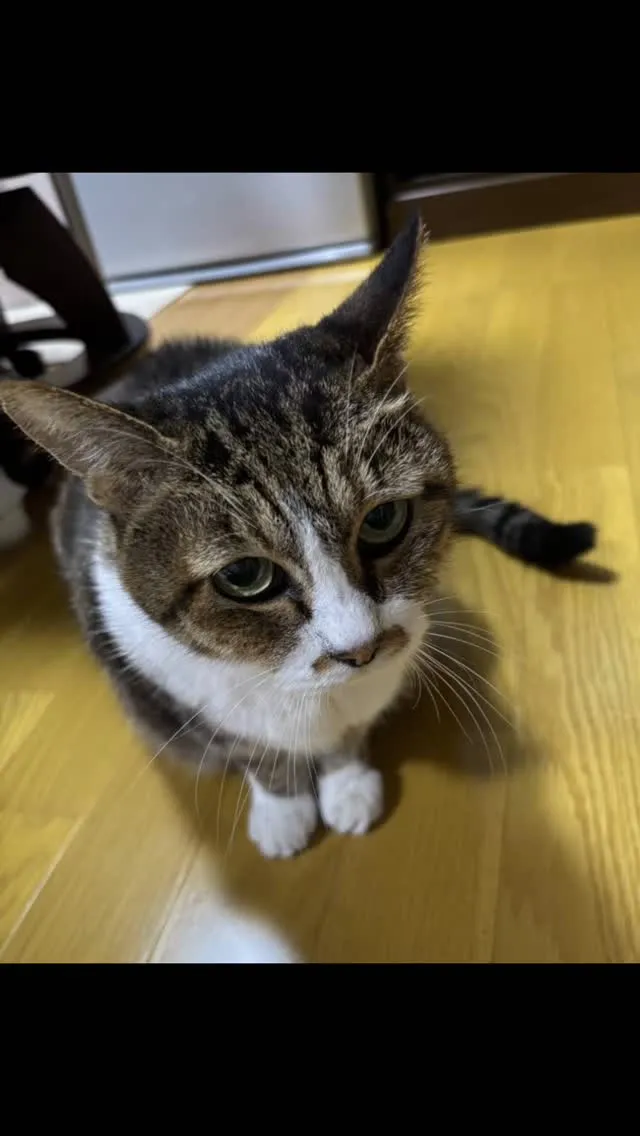 🐾【直方市｜ミックス猫のププちゃんのお見送り】🌸