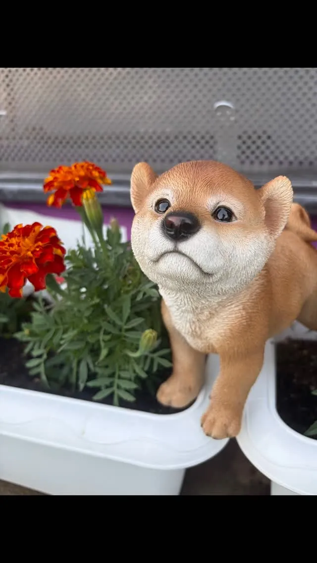 🐾【直方市｜ミックス犬のあんじゅちゃんのお見送り】🌸