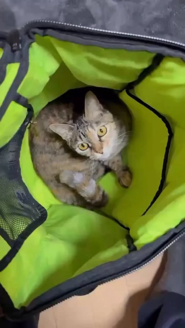 🐾【鞍手町｜ミックス猫のちびちゃんのお見送り】🌸