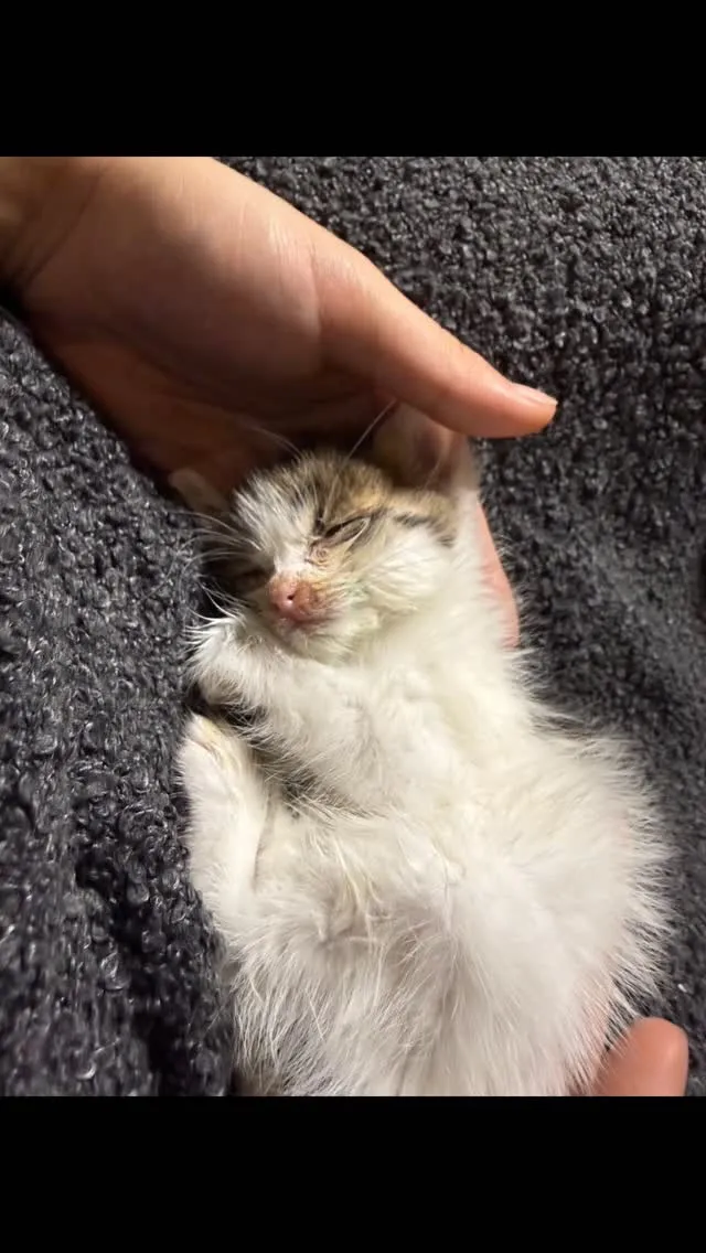 🐾【飯塚市｜子猫のルルちゃん（0歳）のお見送り】🌸