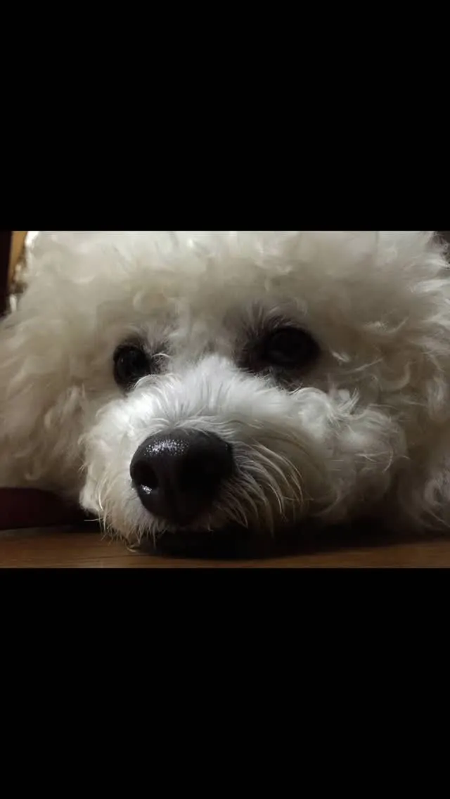 🐾【飯塚市｜ビションフリーゼのまるくんのお見送り】🌸